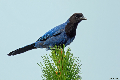 URRACA AZUL (Cyanocorax caeruleus) - Celso Ramos - BRASIL (Enero 2025)